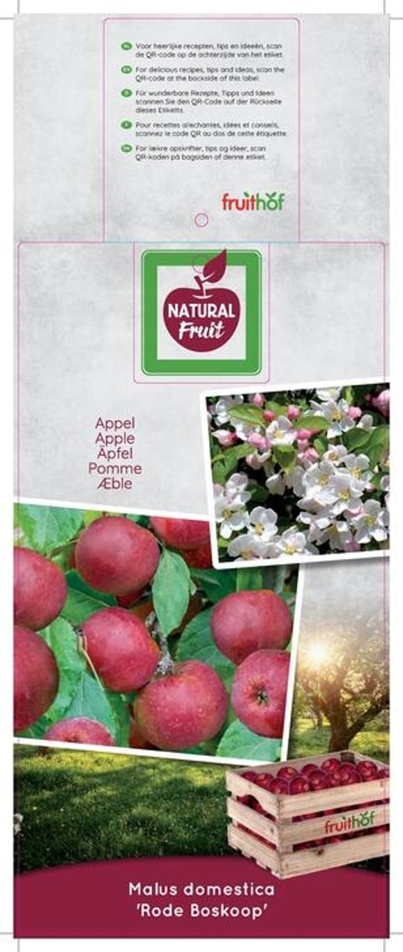 Äpple – Malus domestica 'Rode Boskoop' - C7,5 175-225 CM Halfstem